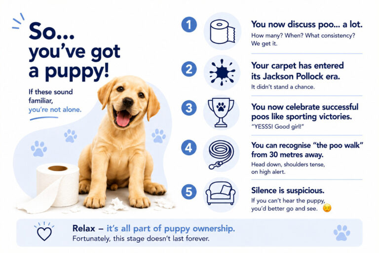 Puppy toilet training: the bit nobody warns you about