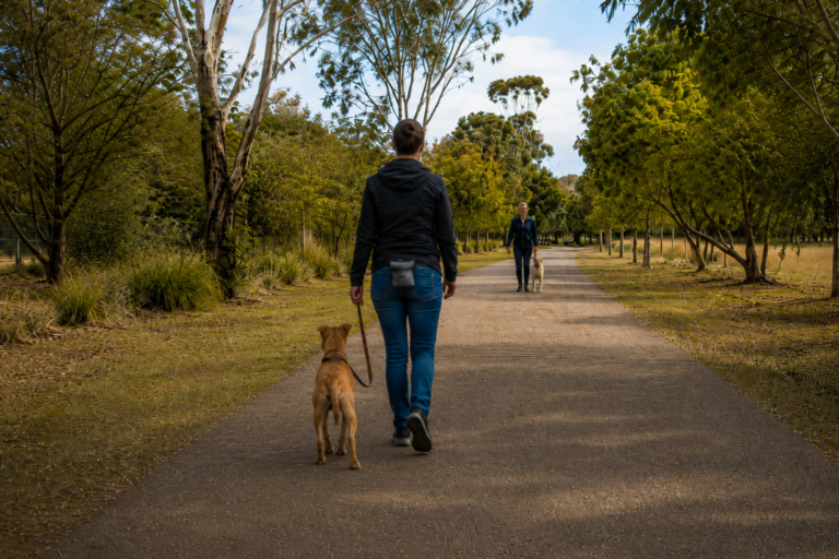 Lunging on lead: why dogs do it — and what to do about it