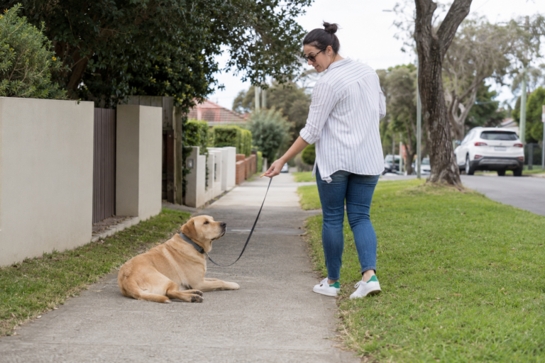 Is your dog a master manipulator?