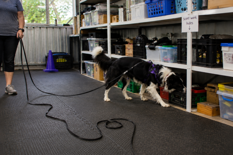 Getting started in Scent Work