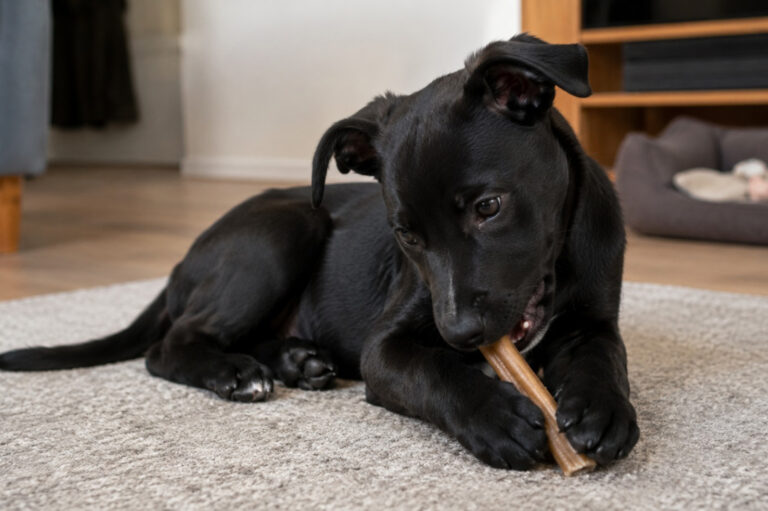 10 steps to tackle puppy biting